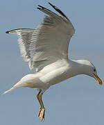 Yellow-legged Gull