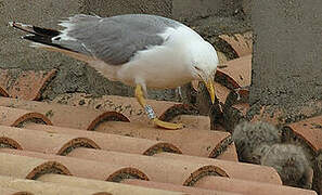 Yellow-legged Gull