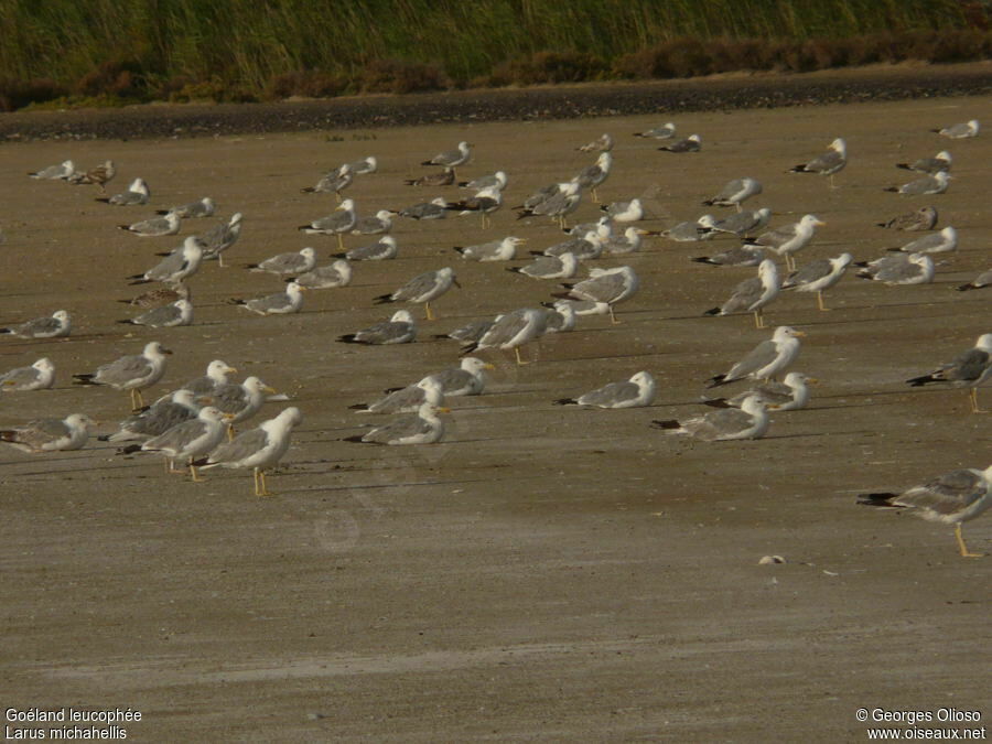 Yellow-legged Gull