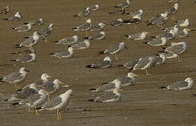 Yellow-legged Gull