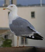 Yellow-legged Gull