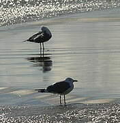 Yellow-legged Gull