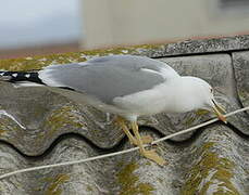 Yellow-legged Gull