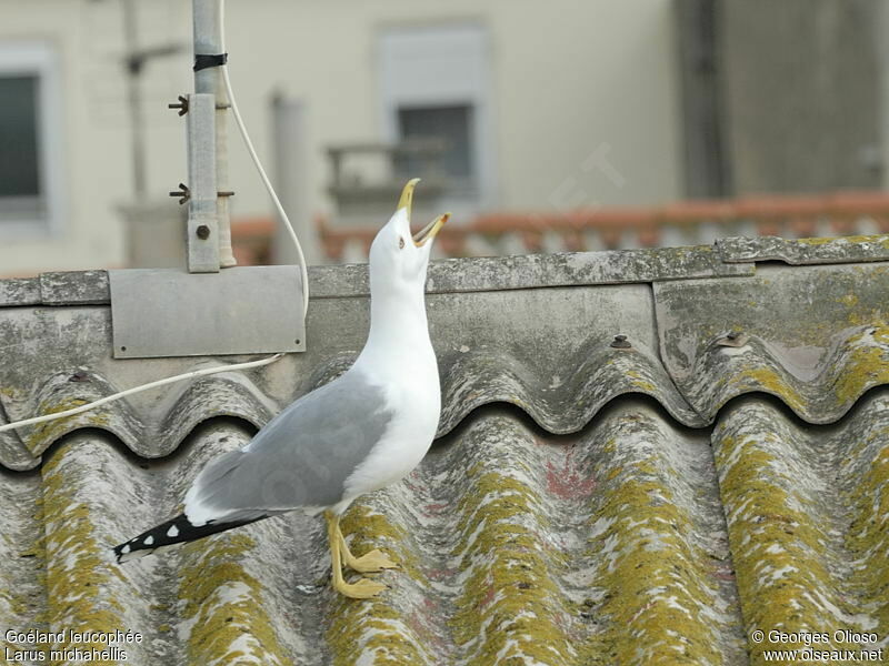 Yellow-legged Gull male adult post breeding