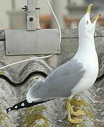 Yellow-legged Gull