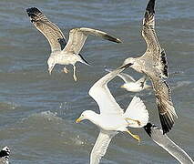 Yellow-legged Gull