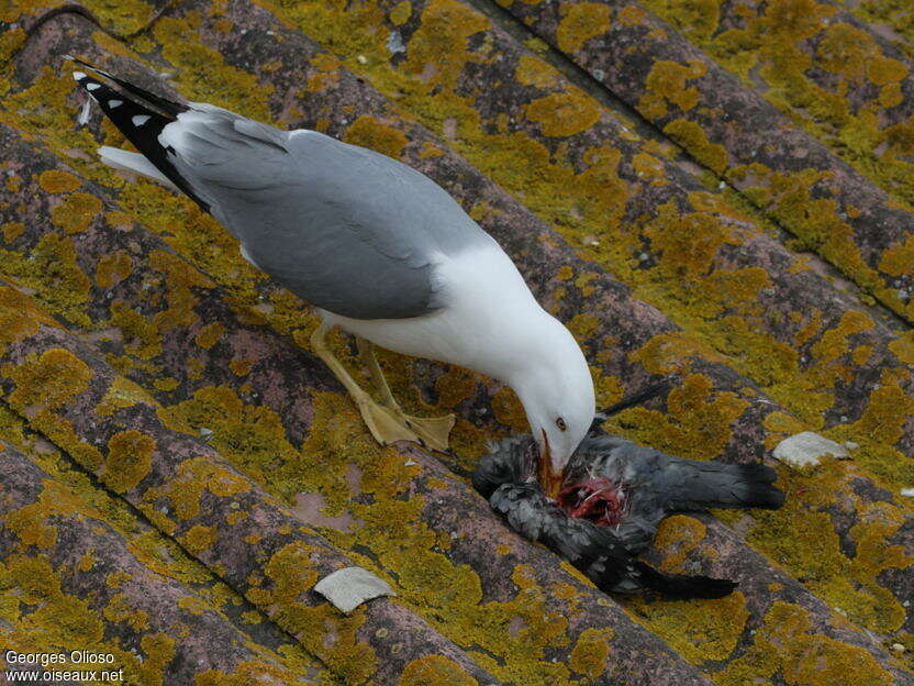 Yellow-legged Gulladult, feeding habits, Behaviour