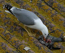 Yellow-legged Gull