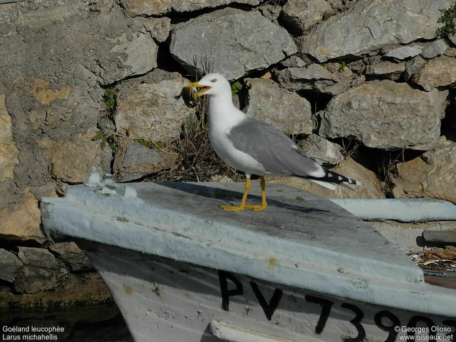 Yellow-legged Gulladult breeding, identification, feeding habits, Behaviour