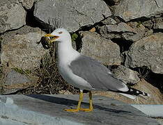 Yellow-legged Gull