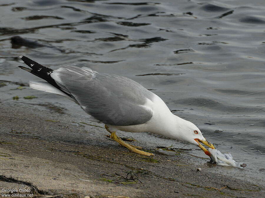 Yellow-legged Gulladult, feeding habits, eats