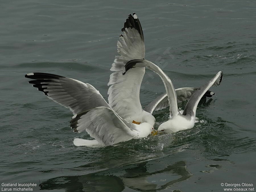 Yellow-legged Gulladult breeding, feeding habits, Behaviour