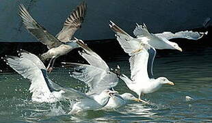 Yellow-legged Gull