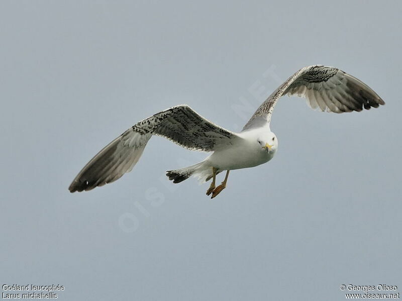 Yellow-legged GullSecond year, identification, Flight, Behaviour