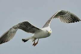 Yellow-legged Gull