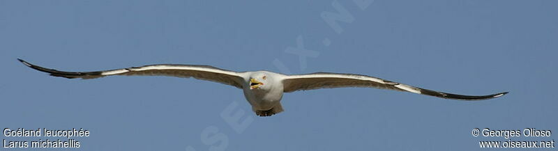 Yellow-legged Gulladult, identification, Flight, Behaviour