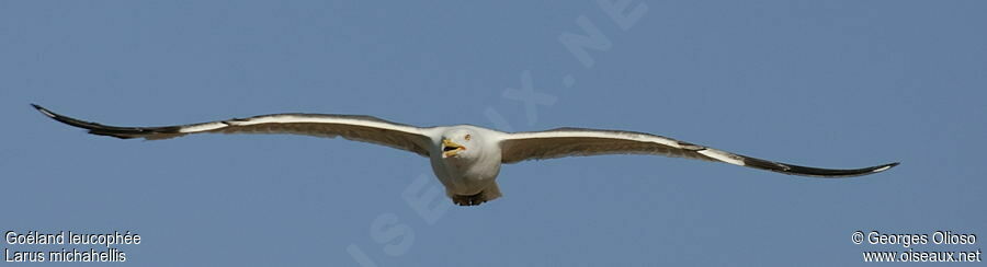 Yellow-legged Gulladult, identification, Flight, Behaviour