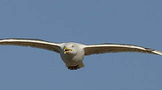 Yellow-legged Gull