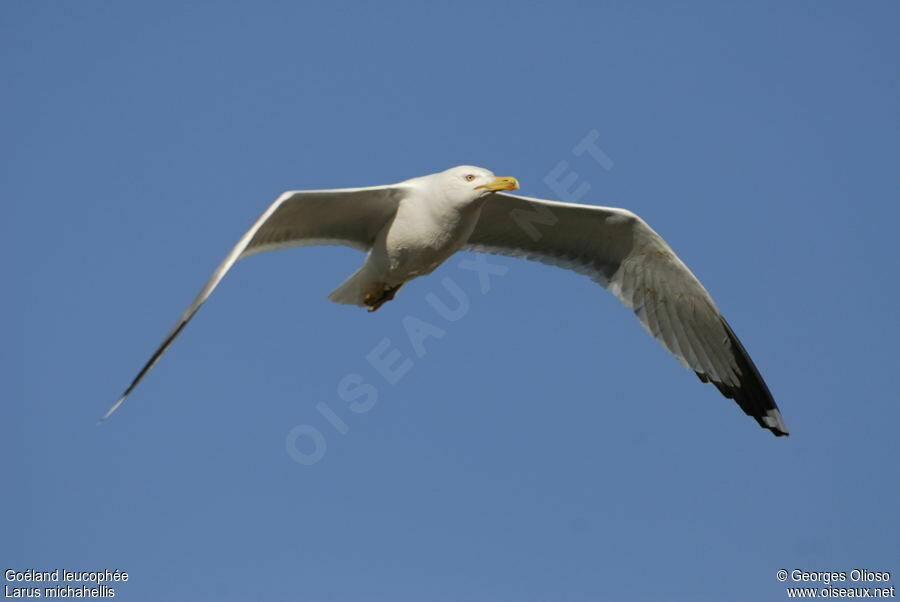 Yellow-legged Gulladult breeding, Flight