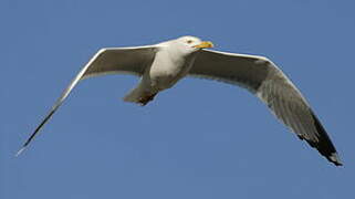 Yellow-legged Gull