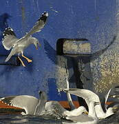 Yellow-legged Gull