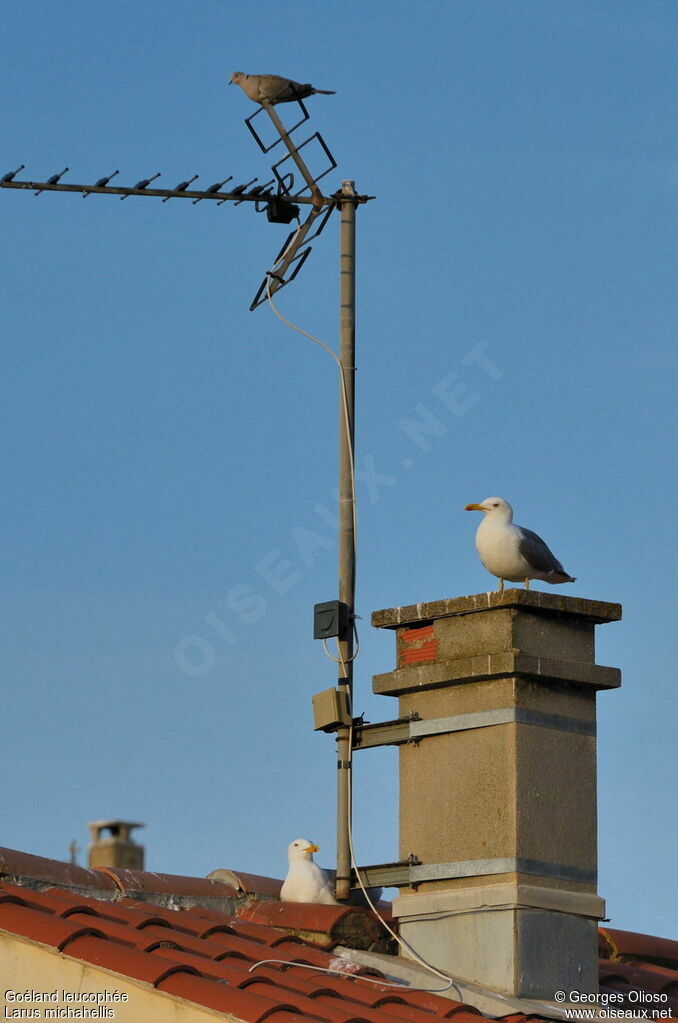 Yellow-legged Gull adult breeding