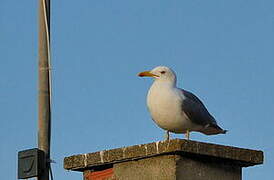 Yellow-legged Gull