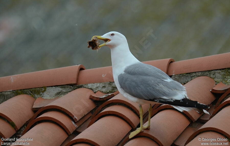 Yellow-legged Gulladult breeding, identification, feeding habits