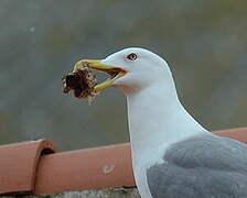 Yellow-legged Gull