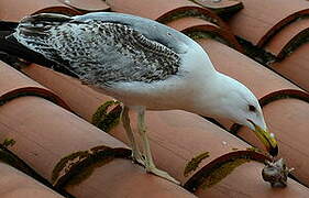 Yellow-legged Gull