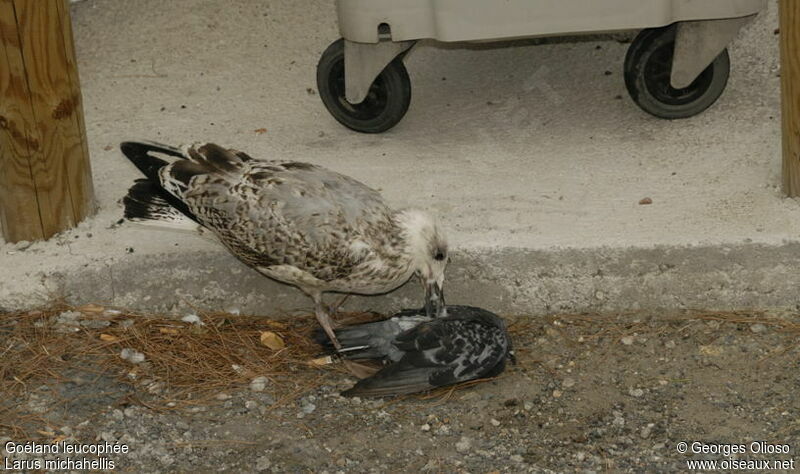 Yellow-legged GullSecond year, identification, feeding habits, Behaviour