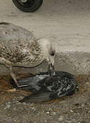 Yellow-legged Gull