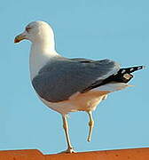 Yellow-legged Gull