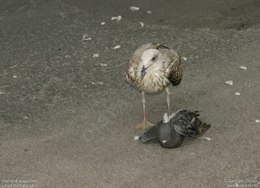 Goéland leucophée2ème année, identification, régime, Comportement