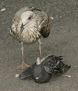 Yellow-legged Gull