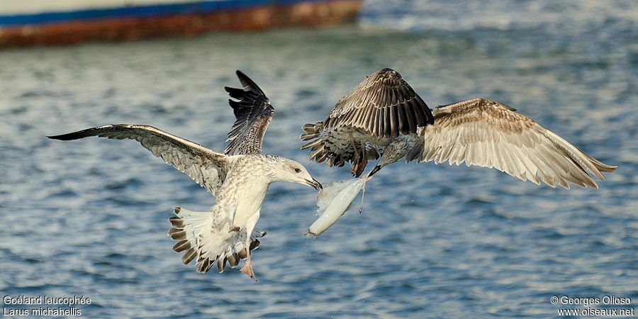 Yellow-legged GullFirst year, identification, feeding habits, Behaviour