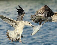 Yellow-legged Gull