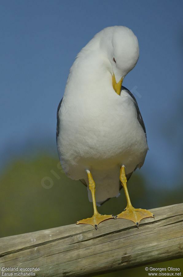 Yellow-legged Gulladult breeding, identification, Behaviour