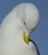 Yellow-legged Gull