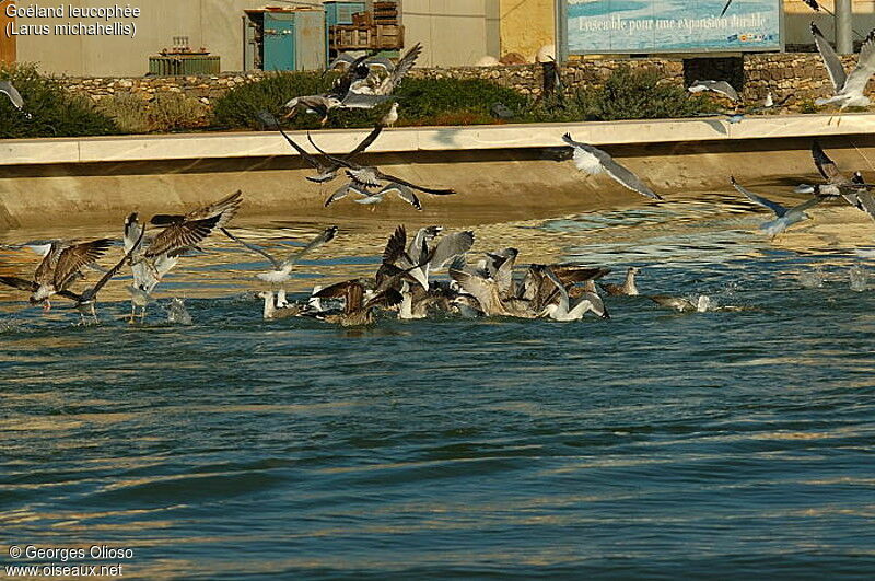 Yellow-legged Gull