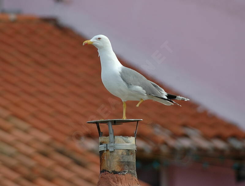 Yellow-legged Gull