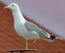 Yellow-legged Gull