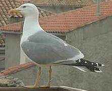 Yellow-legged Gull