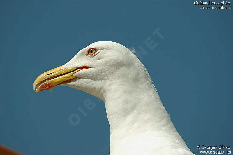 Yellow-legged Gull female adult breeding