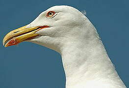 Yellow-legged Gull