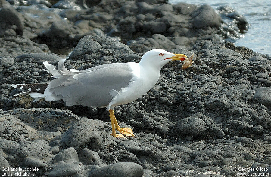 Yellow-legged Gulladult breeding