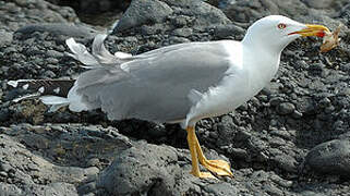 Yellow-legged Gull