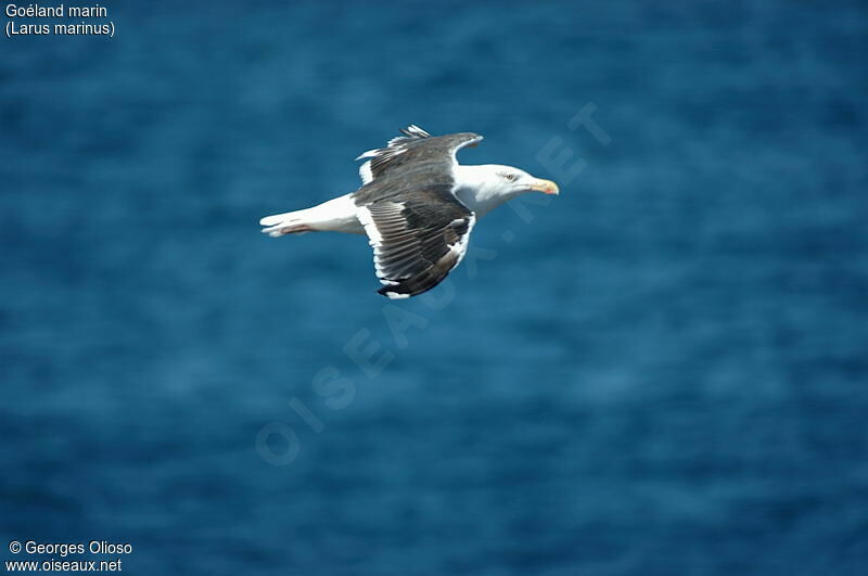 Great Black-backed Gull