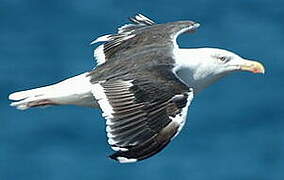 Great Black-backed Gull