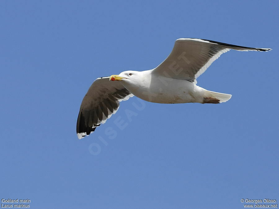 Great Black-backed Gullsubadult